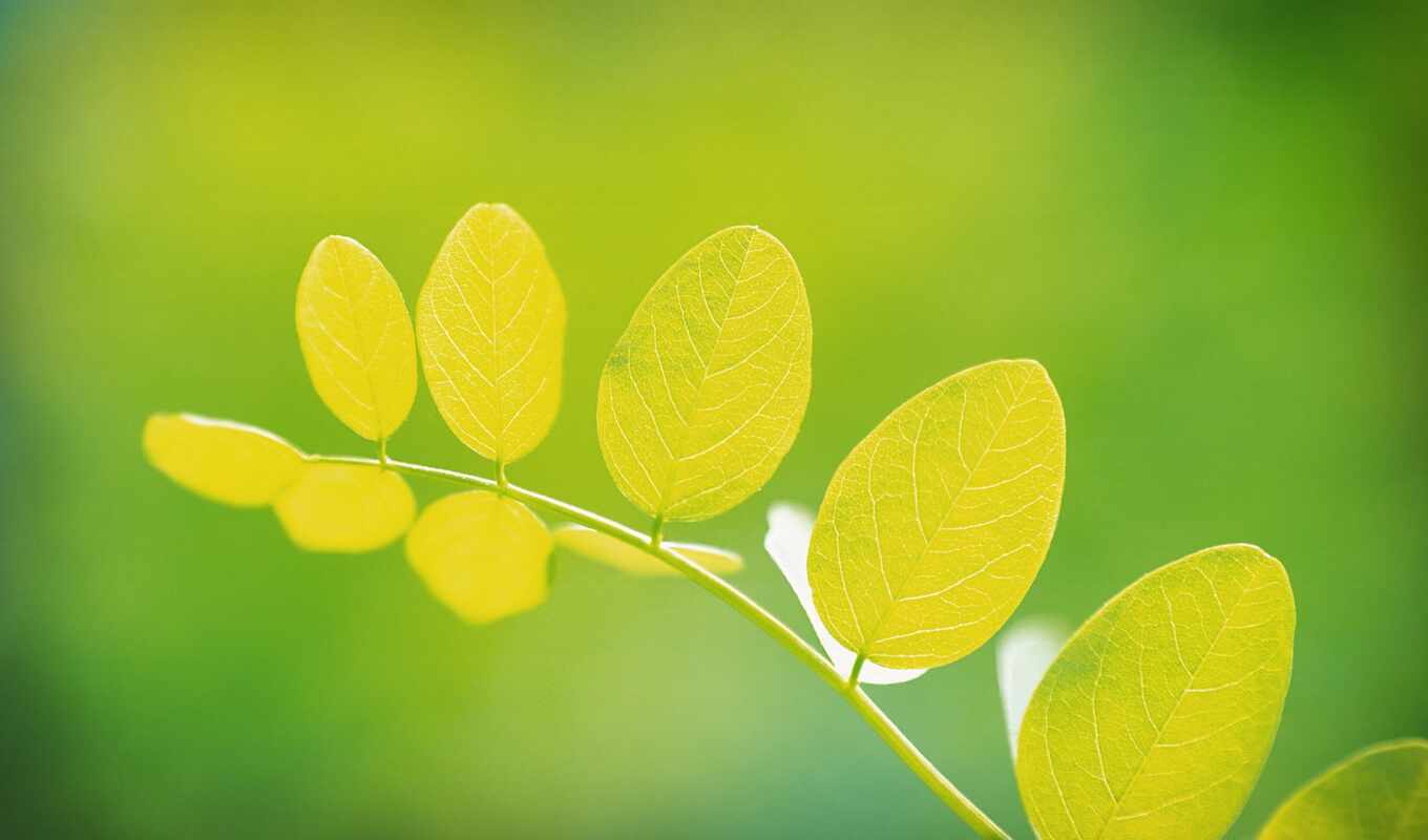 лист, дерево, зелёный, добавить, yellow, круглый, leaf, назад, makryi