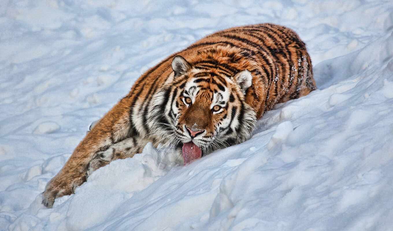 снег, смотреть, тигр, полосатый, белый, снег, тигр, животное, чёрный