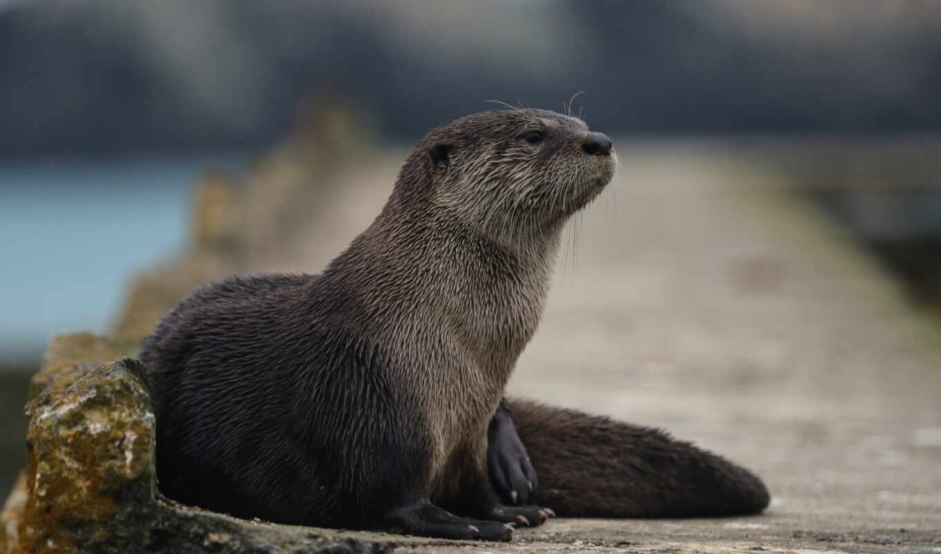 море, animal, otter, млекопитающее, позвоночное животное