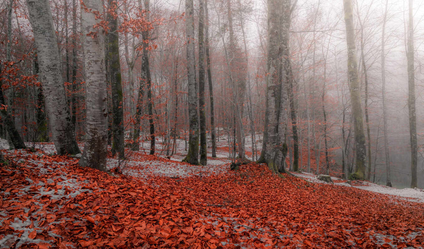 природа, red, дерево, снег, fond, leaf