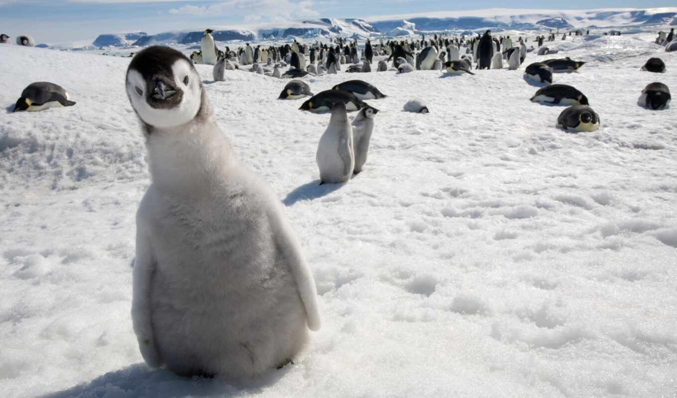 snow, bird, animal, penguin, arctic, emperor