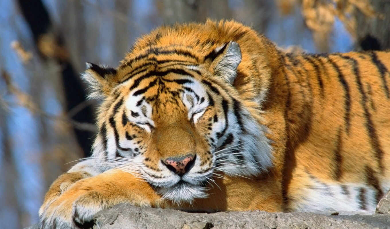 good, tiger, animals, soul, sleep, recognition