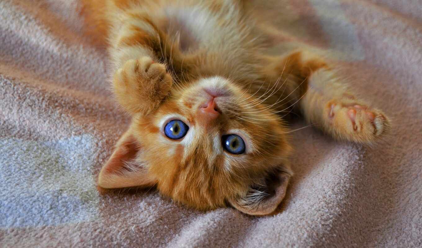 blue, red, кот, cute, котенок, плед, идея, roux