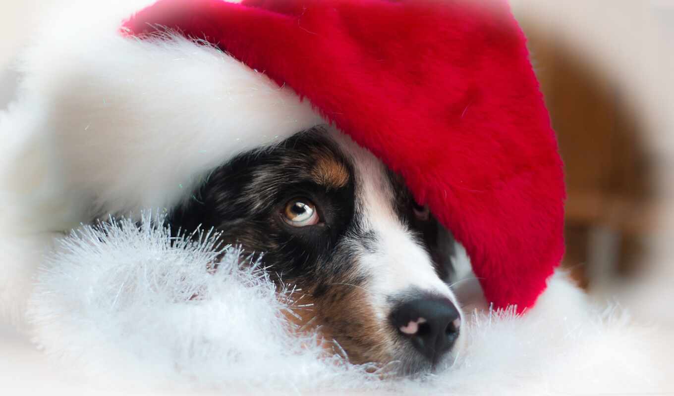 собака, добавить, christmas, щенок, animal, шапка, пожаловаться, lesmark