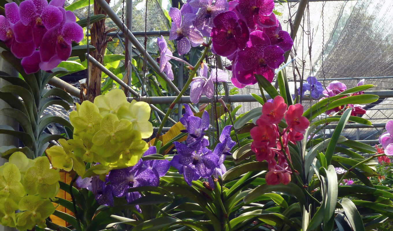 flowers, orchid, phuket, thai