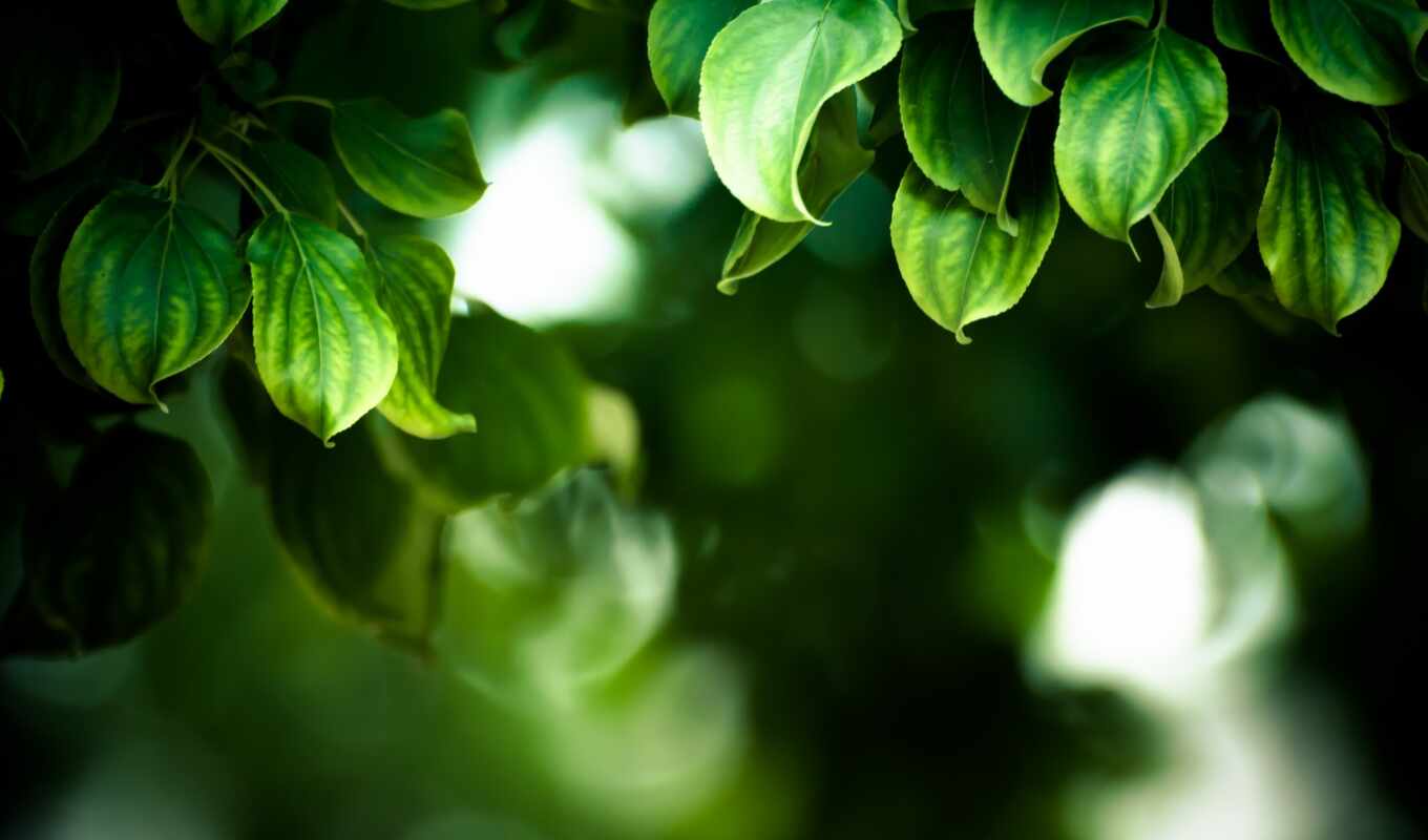 лист, зеленое, funart, oir