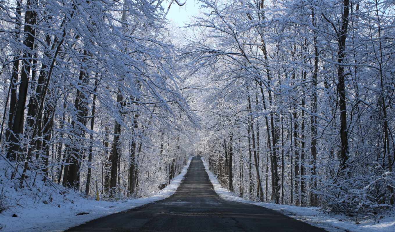 дерево, снег, дорога
