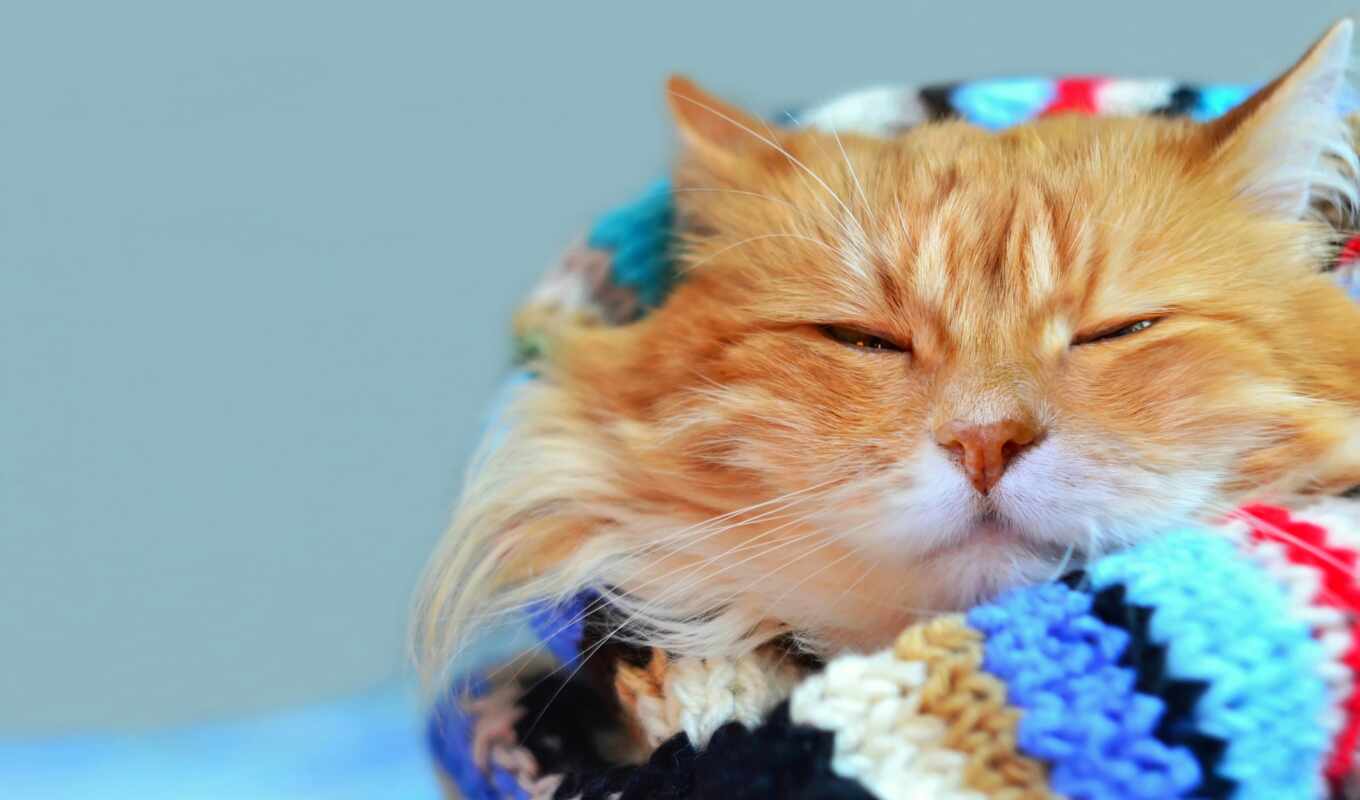 red, cat, funny, scarf, photo wallpapers