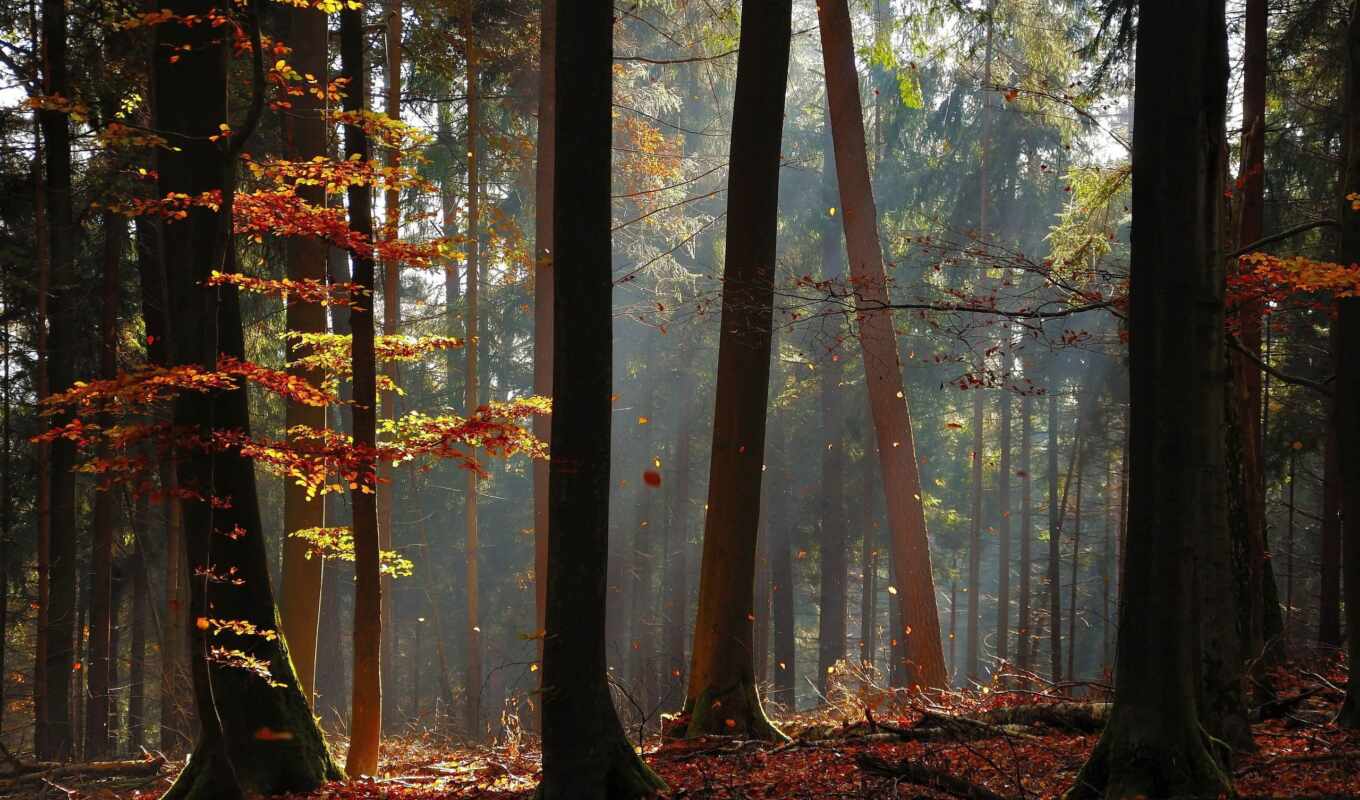 природа, дерево, листья, лес, sunlight, осень, пасть, trees, landscapes, rays