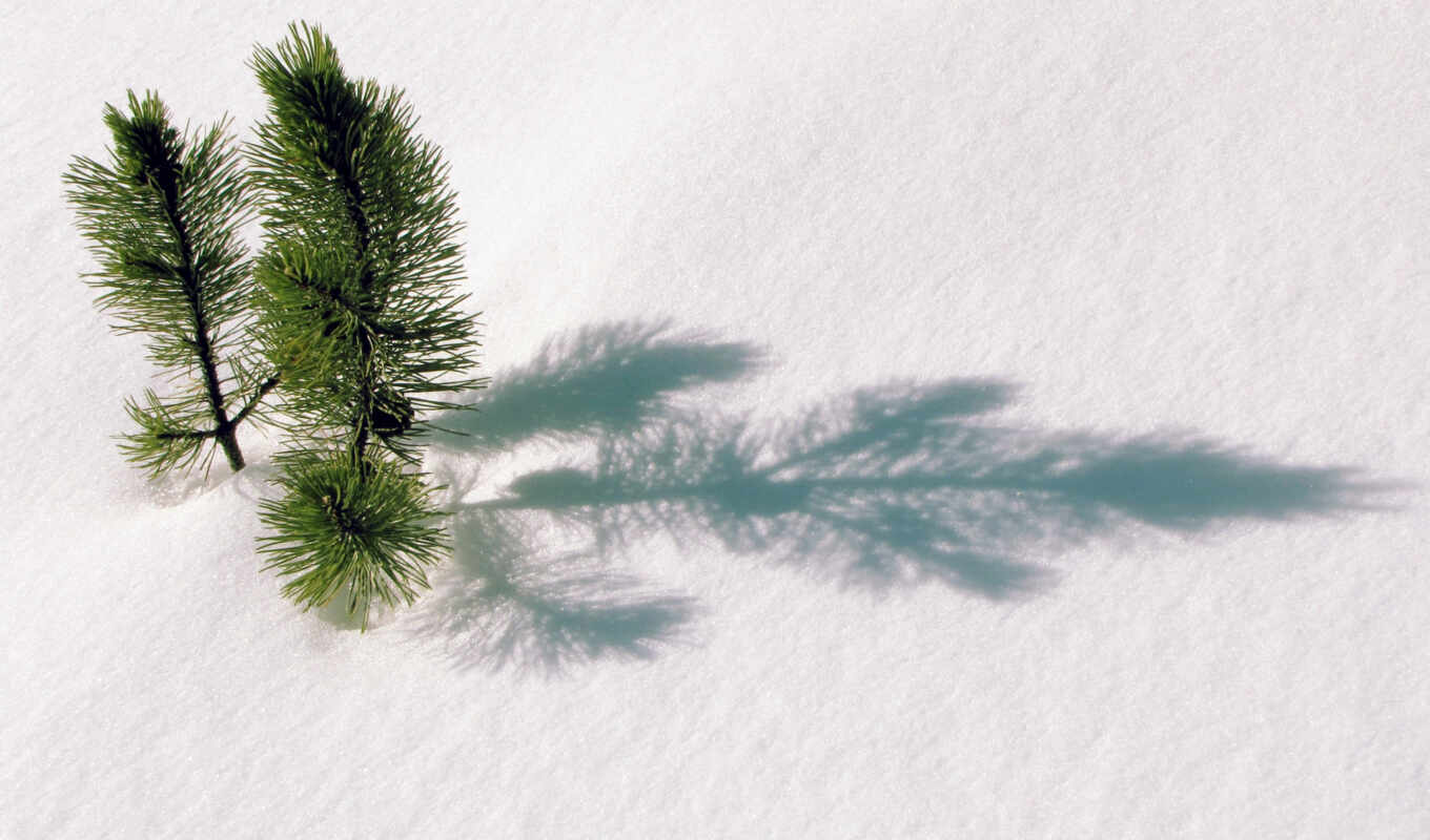дерево, fir, снег, winter, первую, елка, twigs