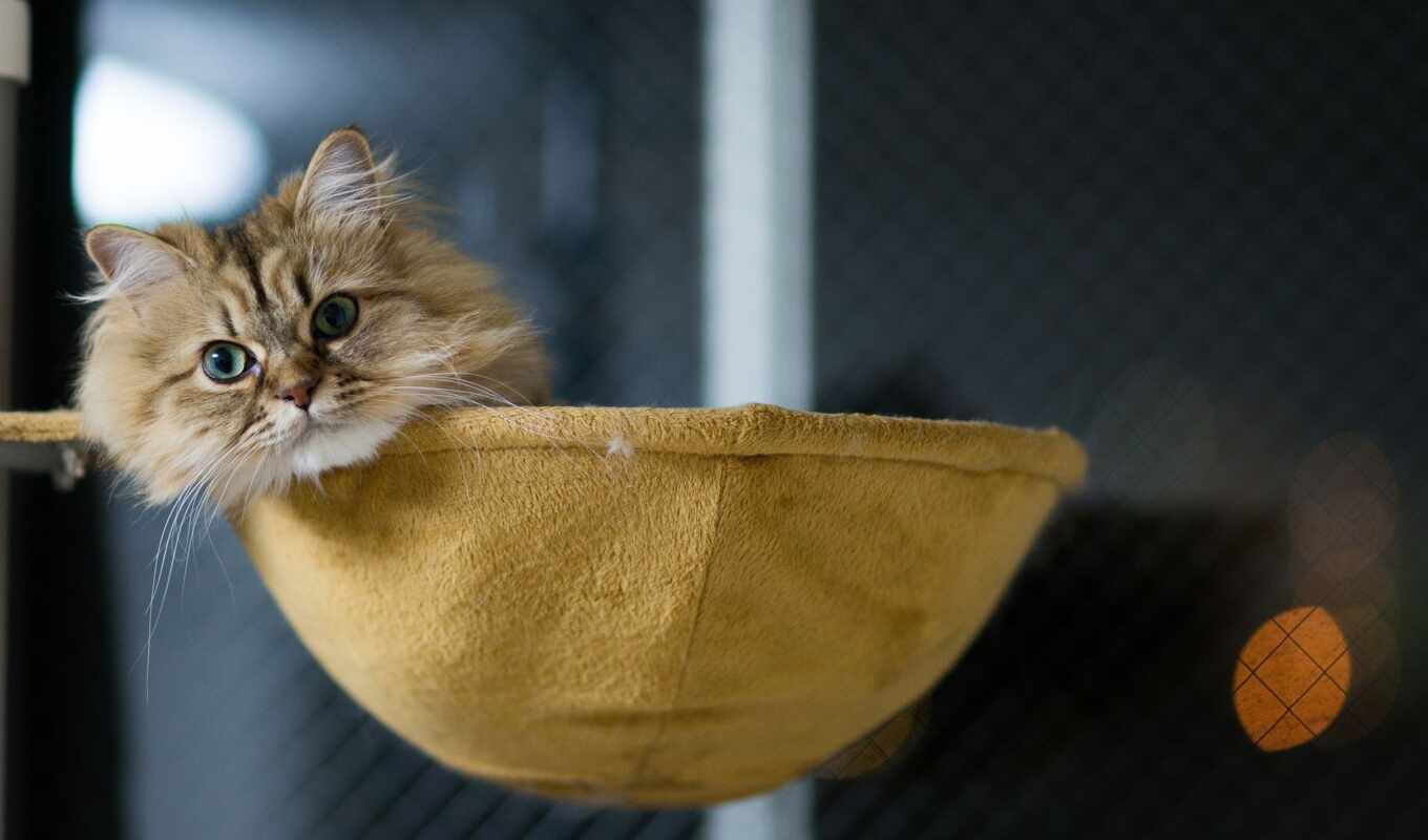 cat, add, kitty, animal, orange, palm, basket, tag