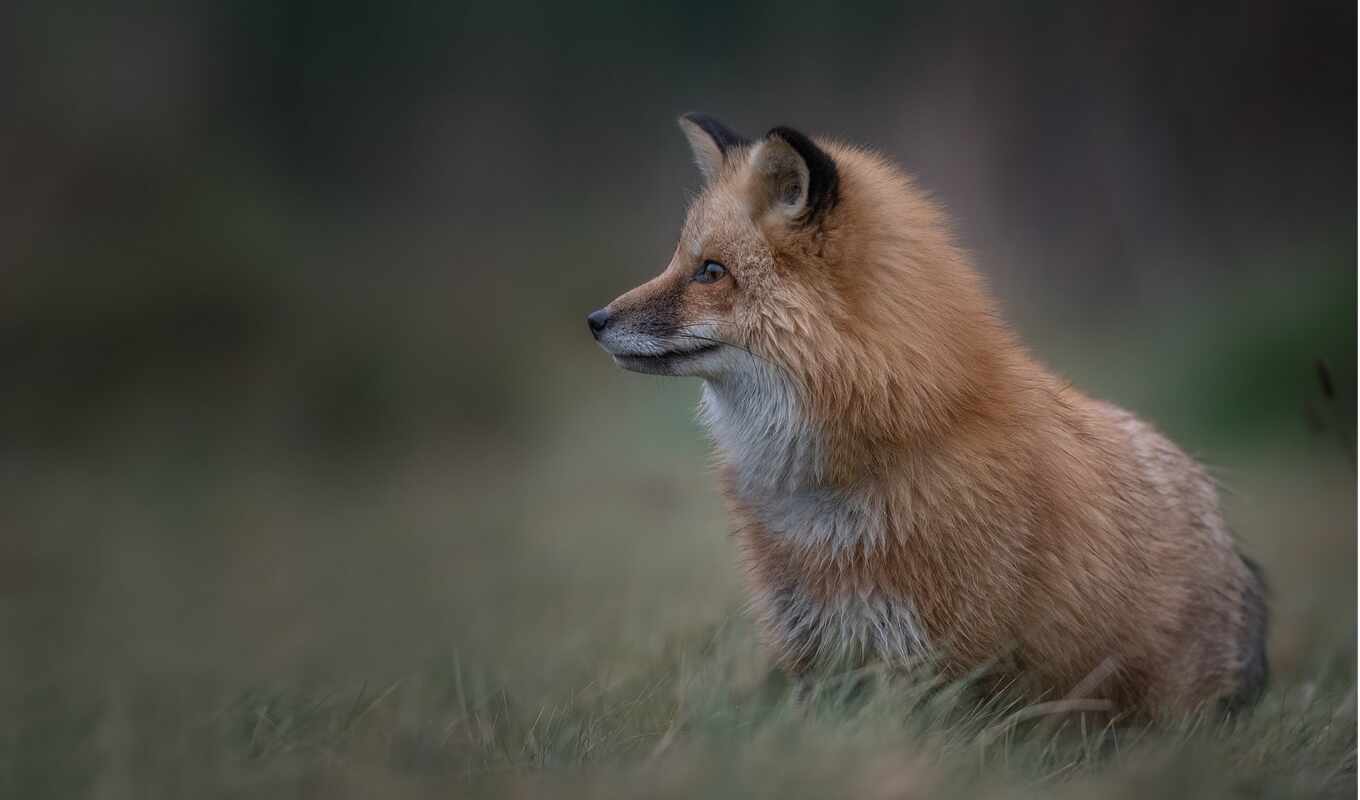 view, red, grass, fox, see
