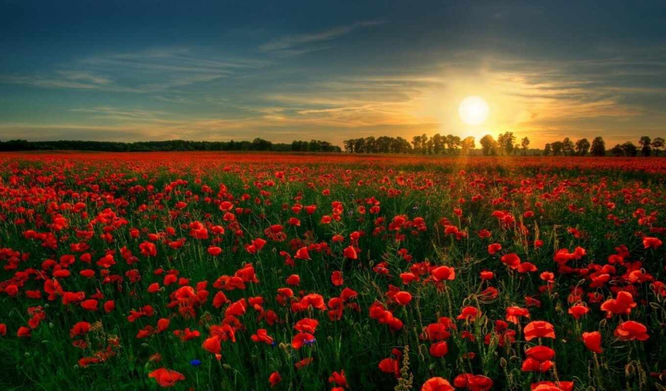 цветы, red, закат, поле, landscape, poppy