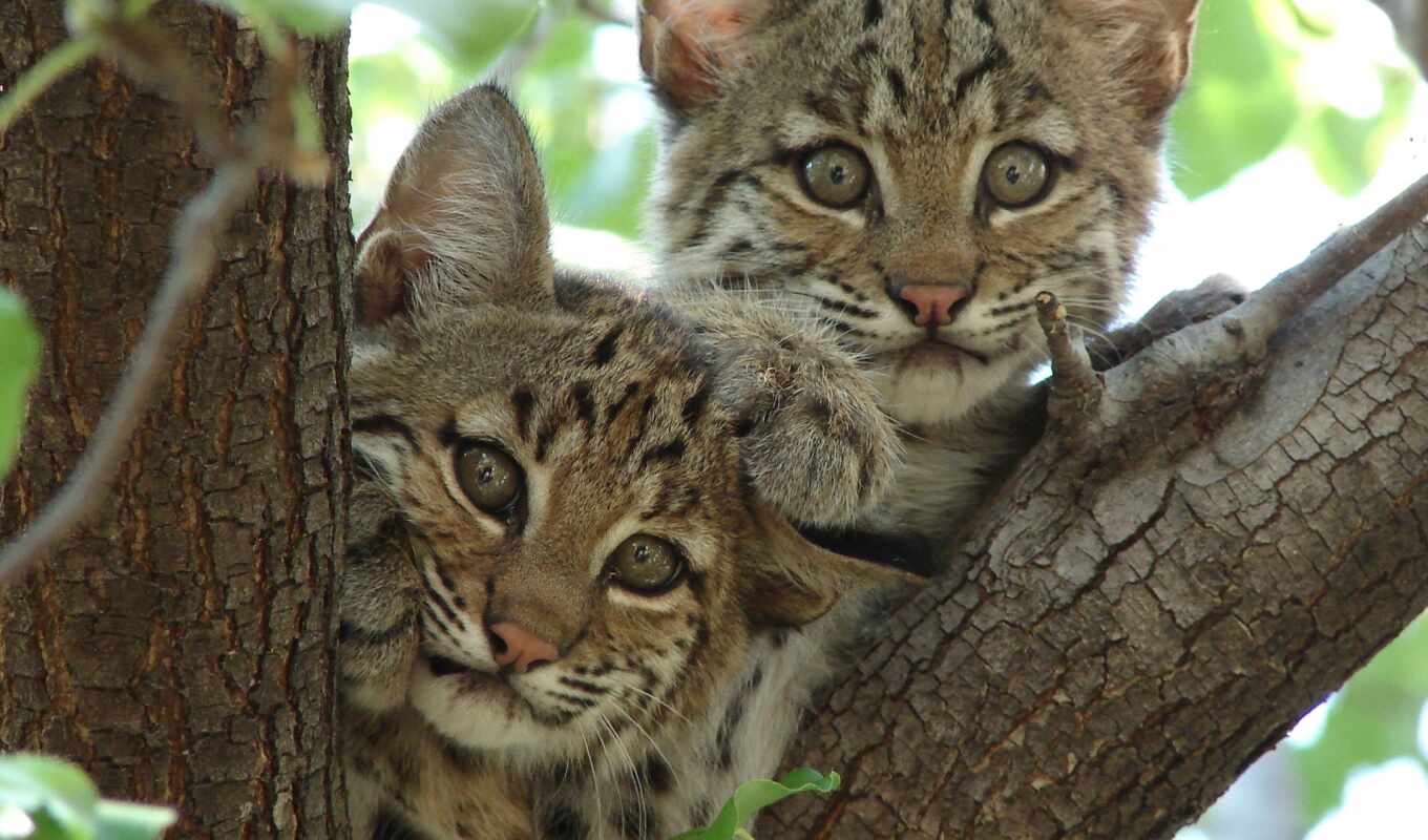 кот, животные, hunt, bobcat