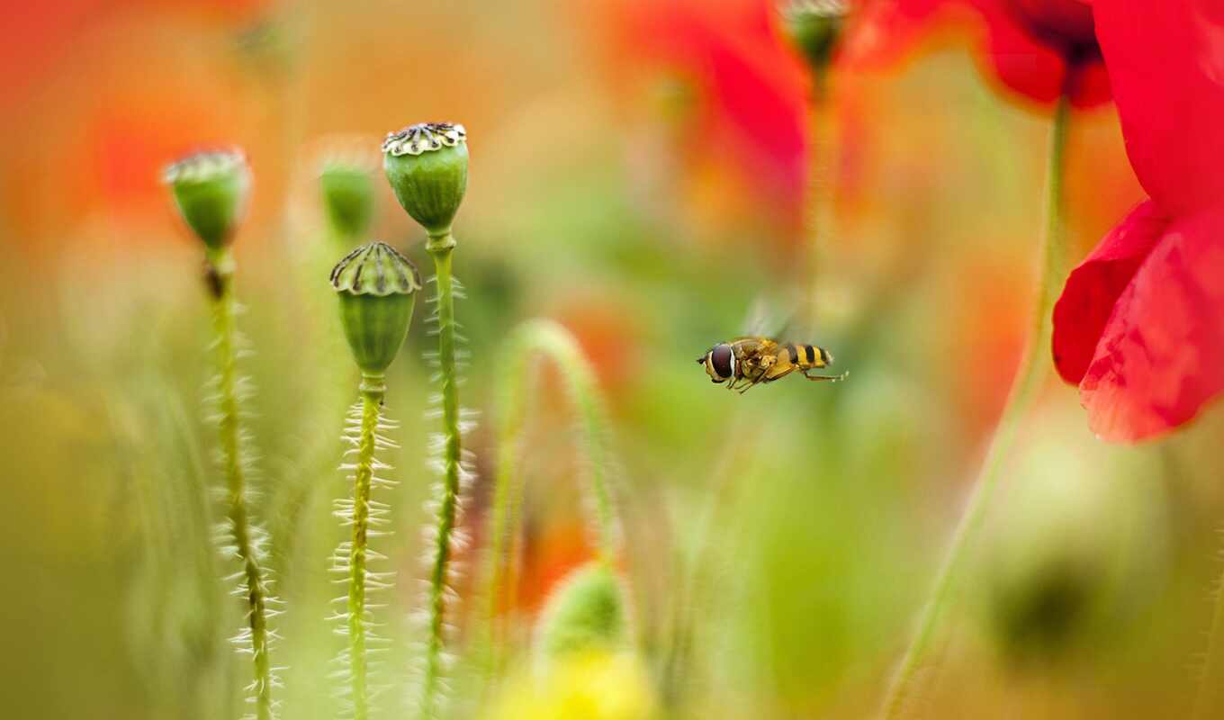bee, flowers, mac, poppies