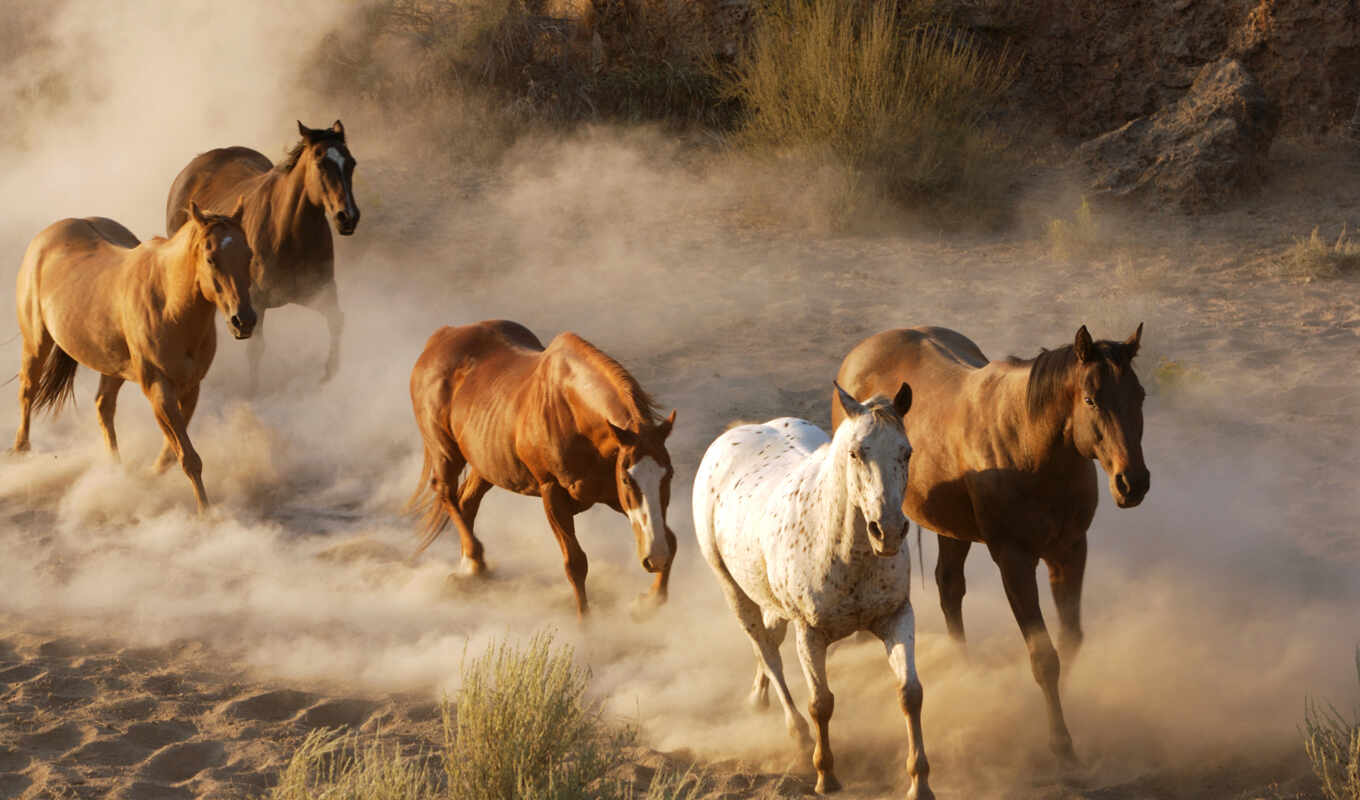 лошади, лошадь, selfmadetrip, бежать, zhivotnye, природа, пыль, трава, стадо, кони, небо, 
