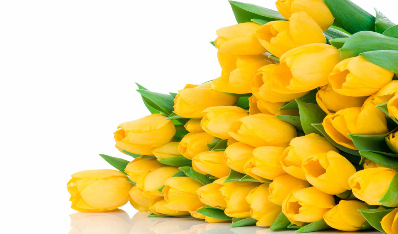 large format, yellow, tulips, bouquet, cvety, buds