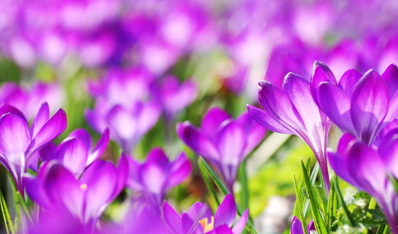 природа, крокусы, весенние, cvety, фиолетовые, favourite