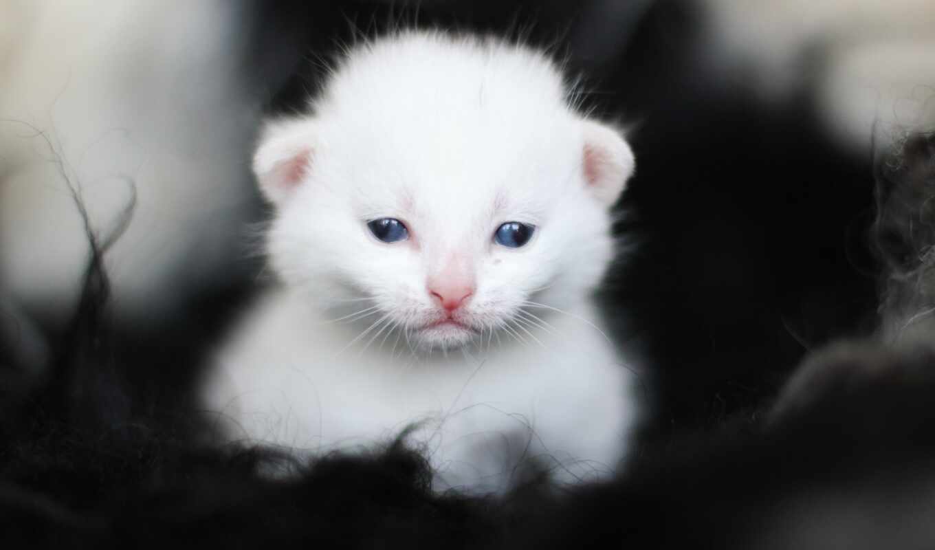 хороший, blue, white, глаз, кот, котенок, малыш, narrow, makryi