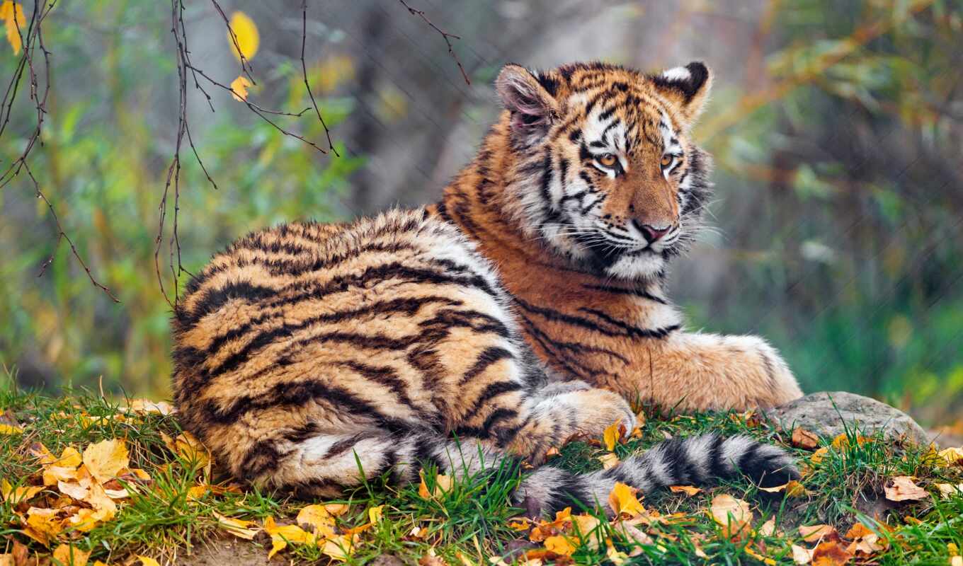 хороший, кот, осень, тигр, wild, animal, animale, narrow