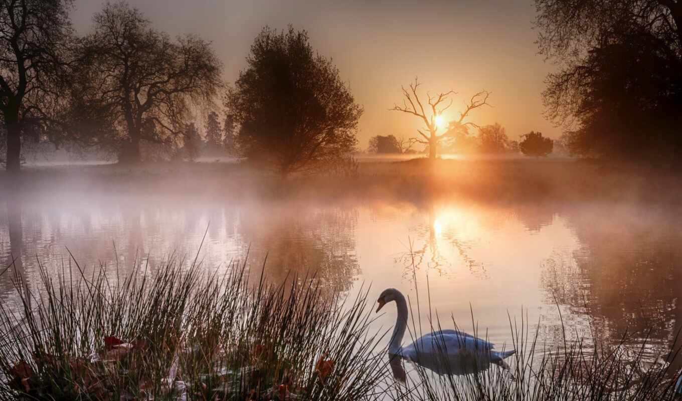 озеро, закат, восход, лебедь