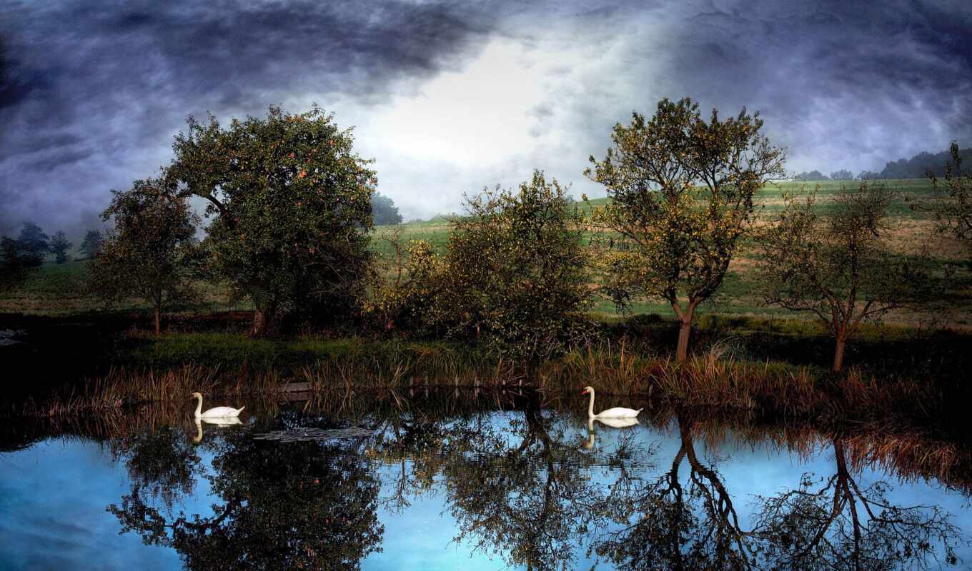sky, photos, swans, pond, swans, trees, water, two, clouds, swimming, swan