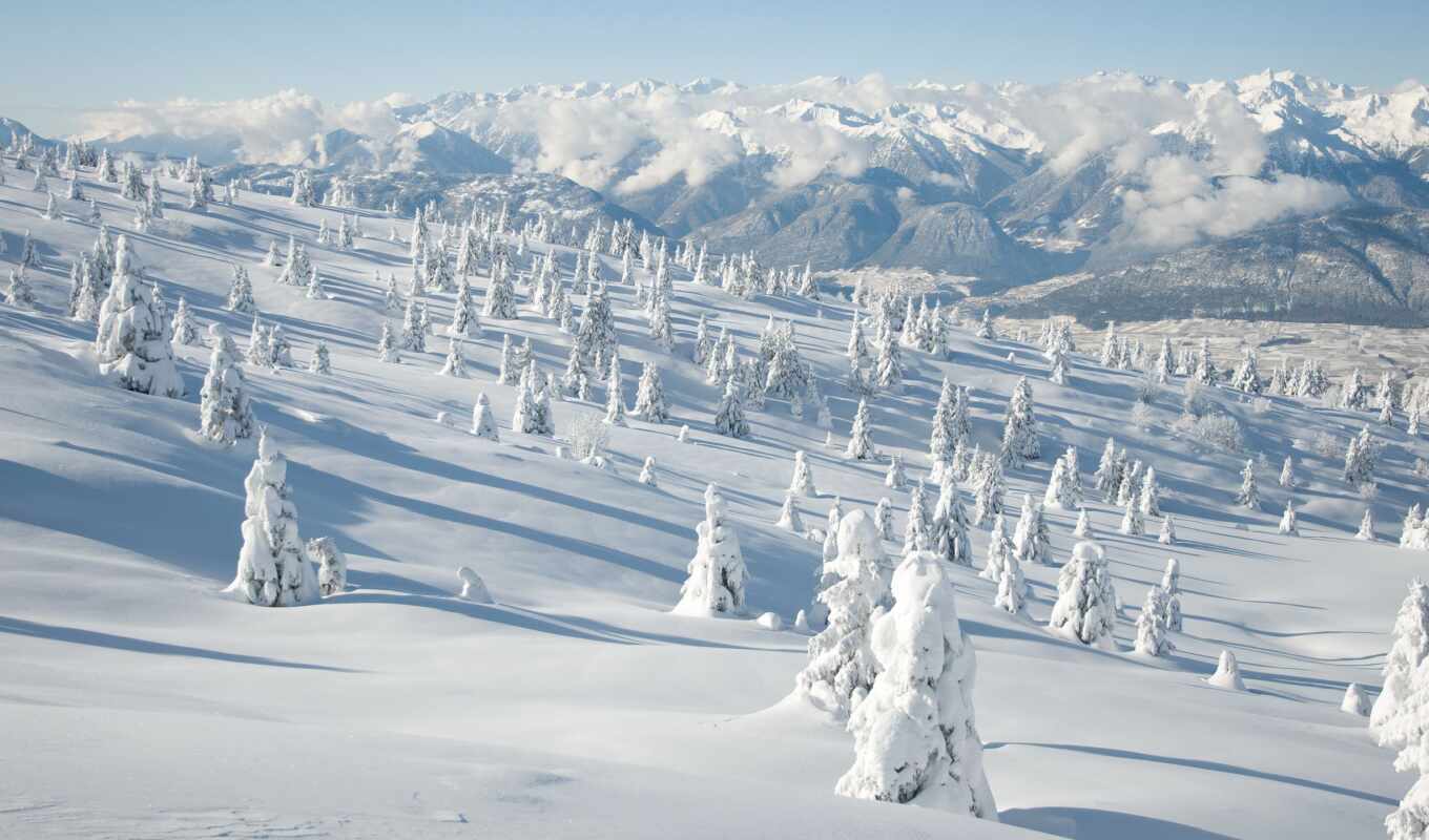дерево, снег, winter, landscape, landscapes, ёль, covered