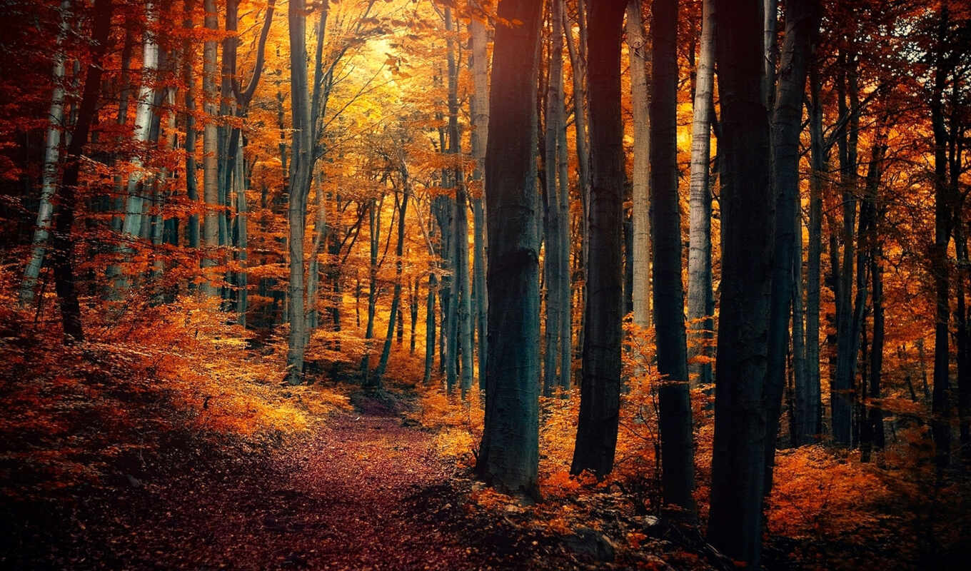 природа, лес, one, осень, листва, осени, краски, желтые, осенние, trees