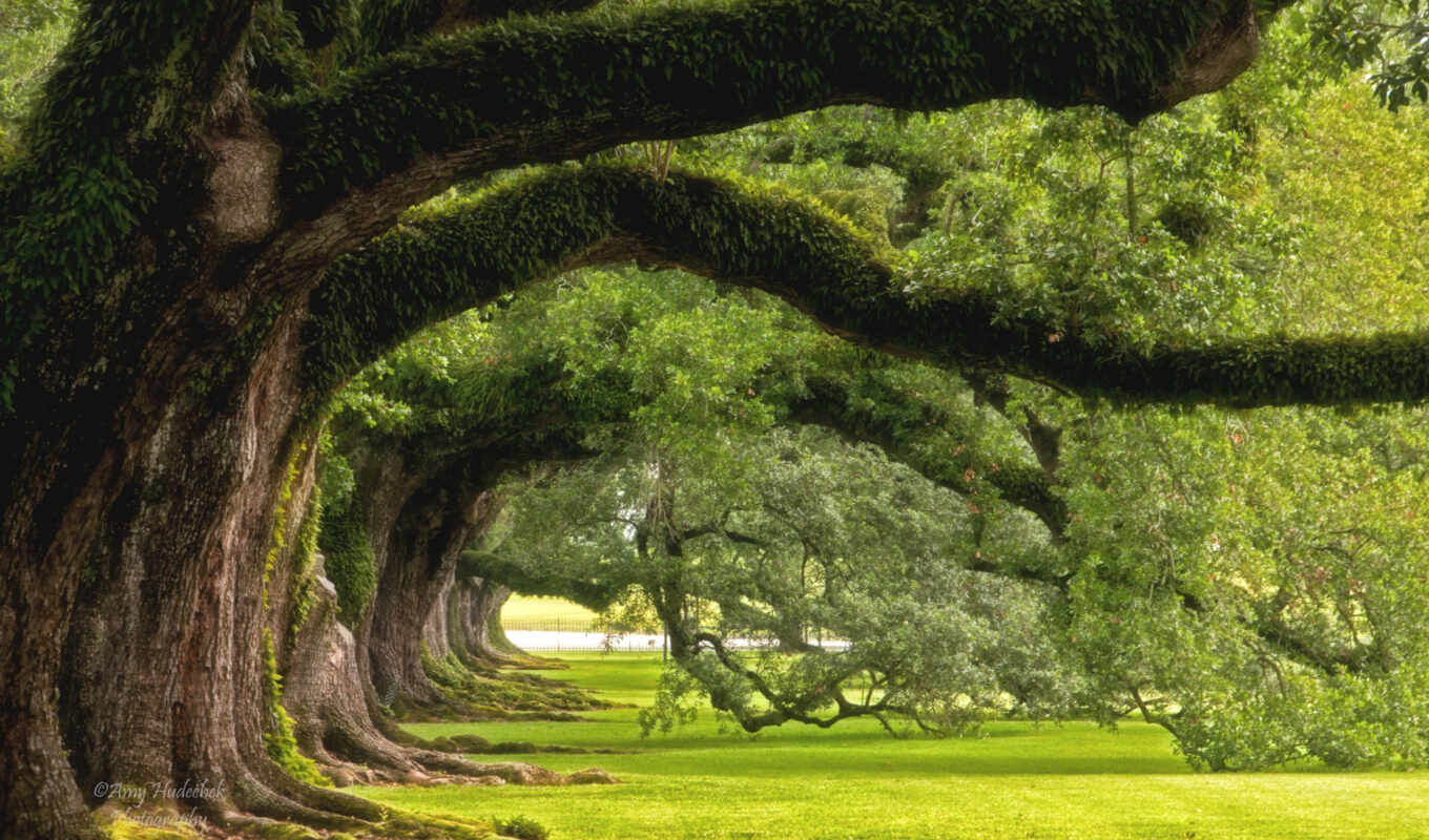 simple, pictures, tree, photos, beauty, images, live, stock, oak, getty