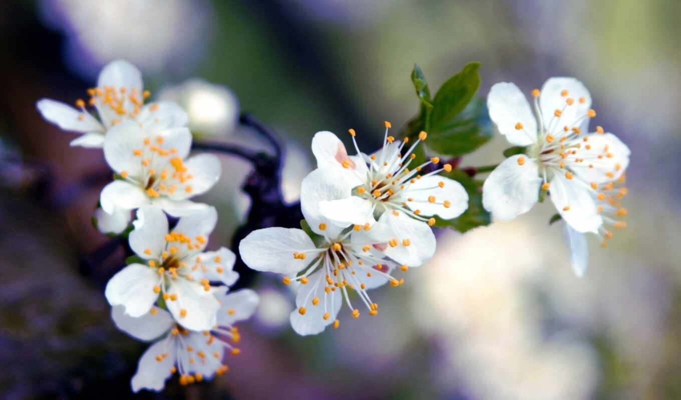 цветы, white, дерево, люди, cherry, branch, весна, unity, postcard, казахстан, makryi