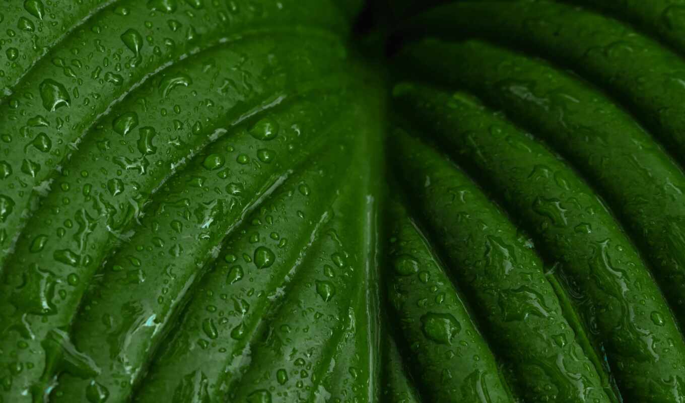 drop, растение, leaf