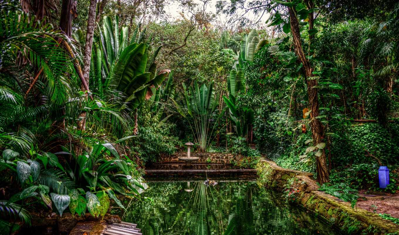 ipad, background, tree, green, brazil, lagoon, calmness, brazilian, Paulo, calm, rainforest