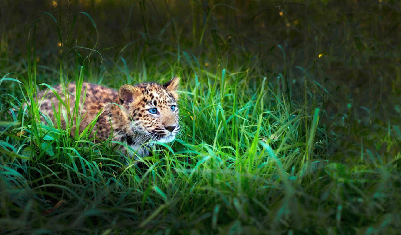взгляд, трава, кот, леопард, хищник, щенок, гепард, jaguar, траве, zhivotnye, охотится