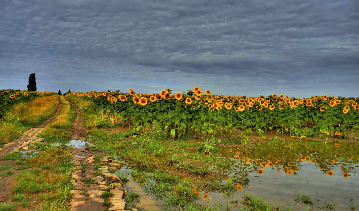 nature, road, field, sunflowers, clouds