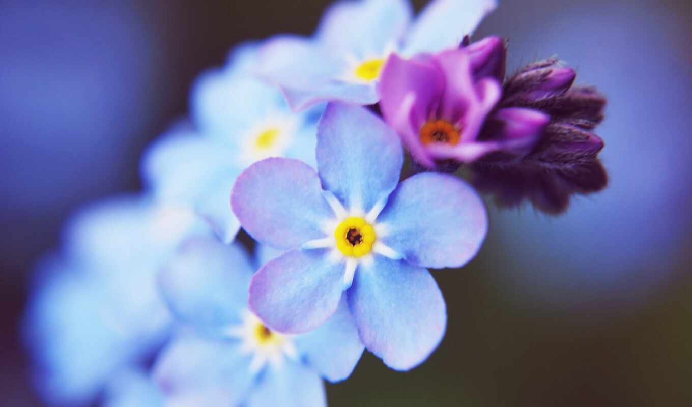 flowers, blue, small, cvety, forget - me - not