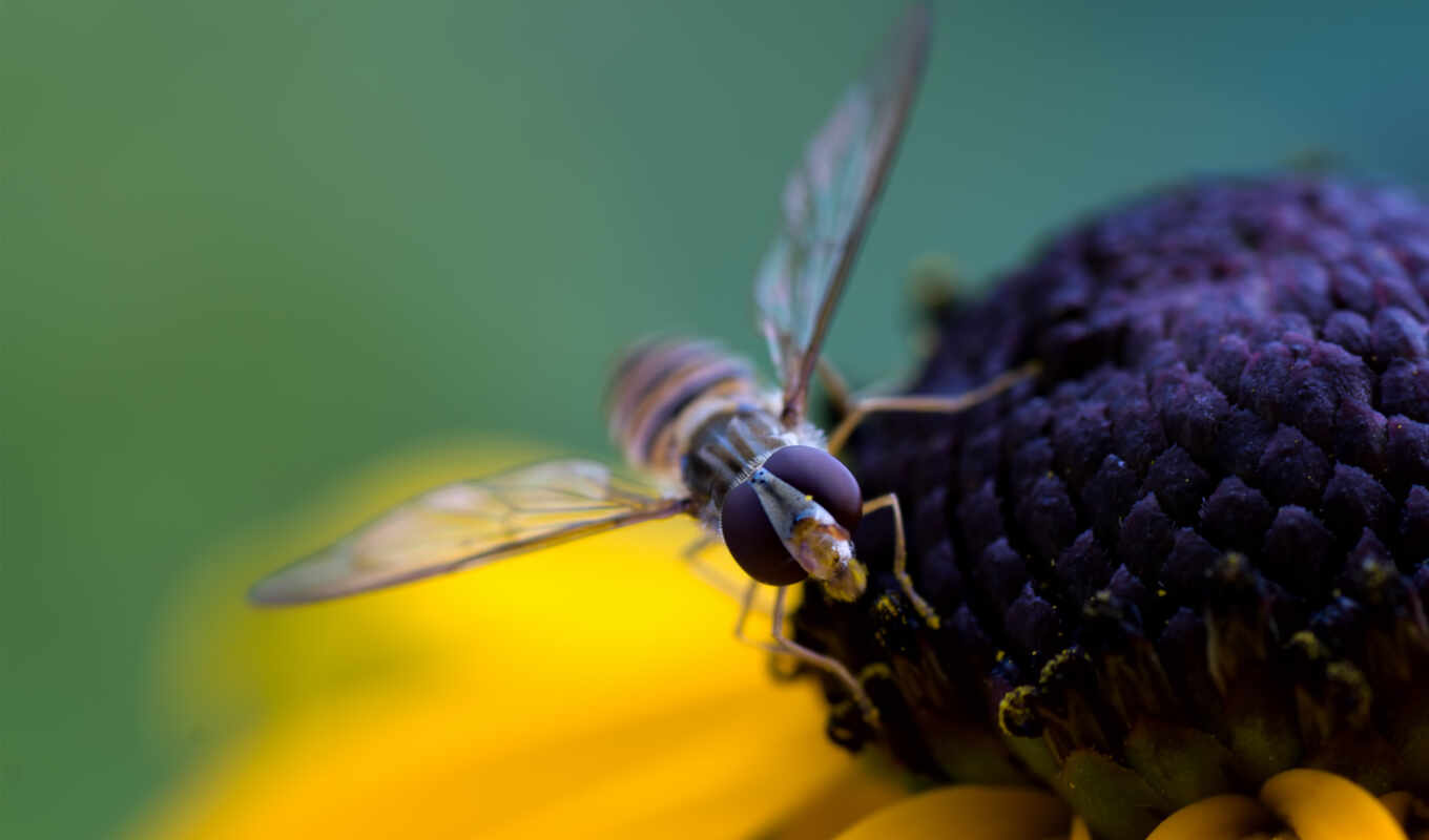 flowers, android, telephone, free, bee, a laptop, macro, tablet, insect, kartinik