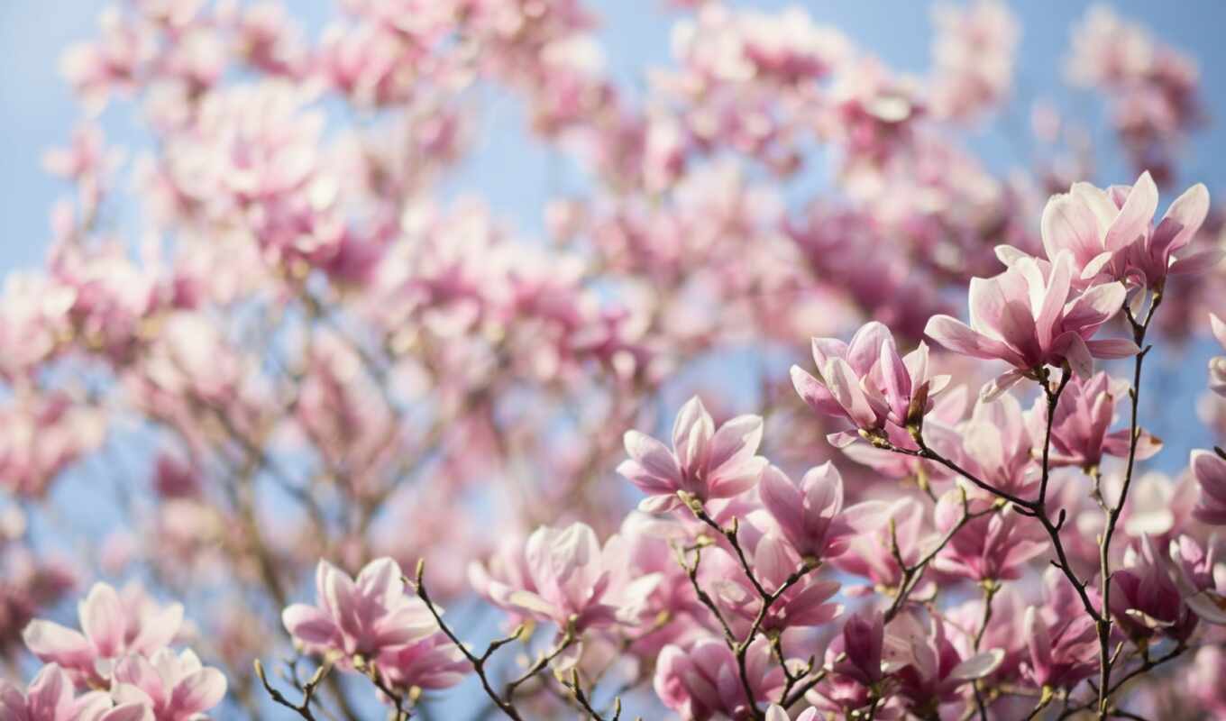 дерево, лепестки, branch, весна, cvety, magnolia