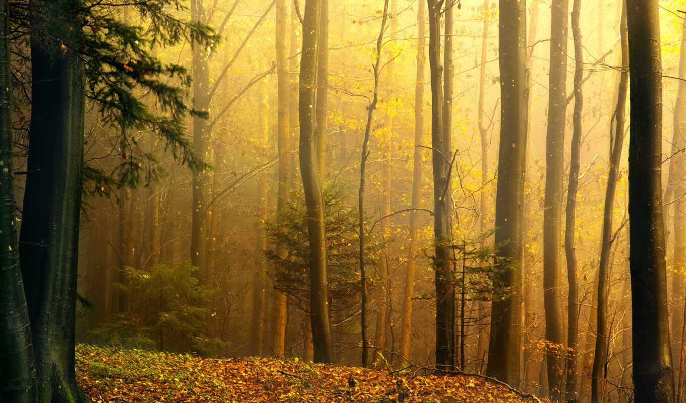 природа, landscape, осень, swiss, robin, zürich, восхитительный, миро, sihlwald, wildnispark