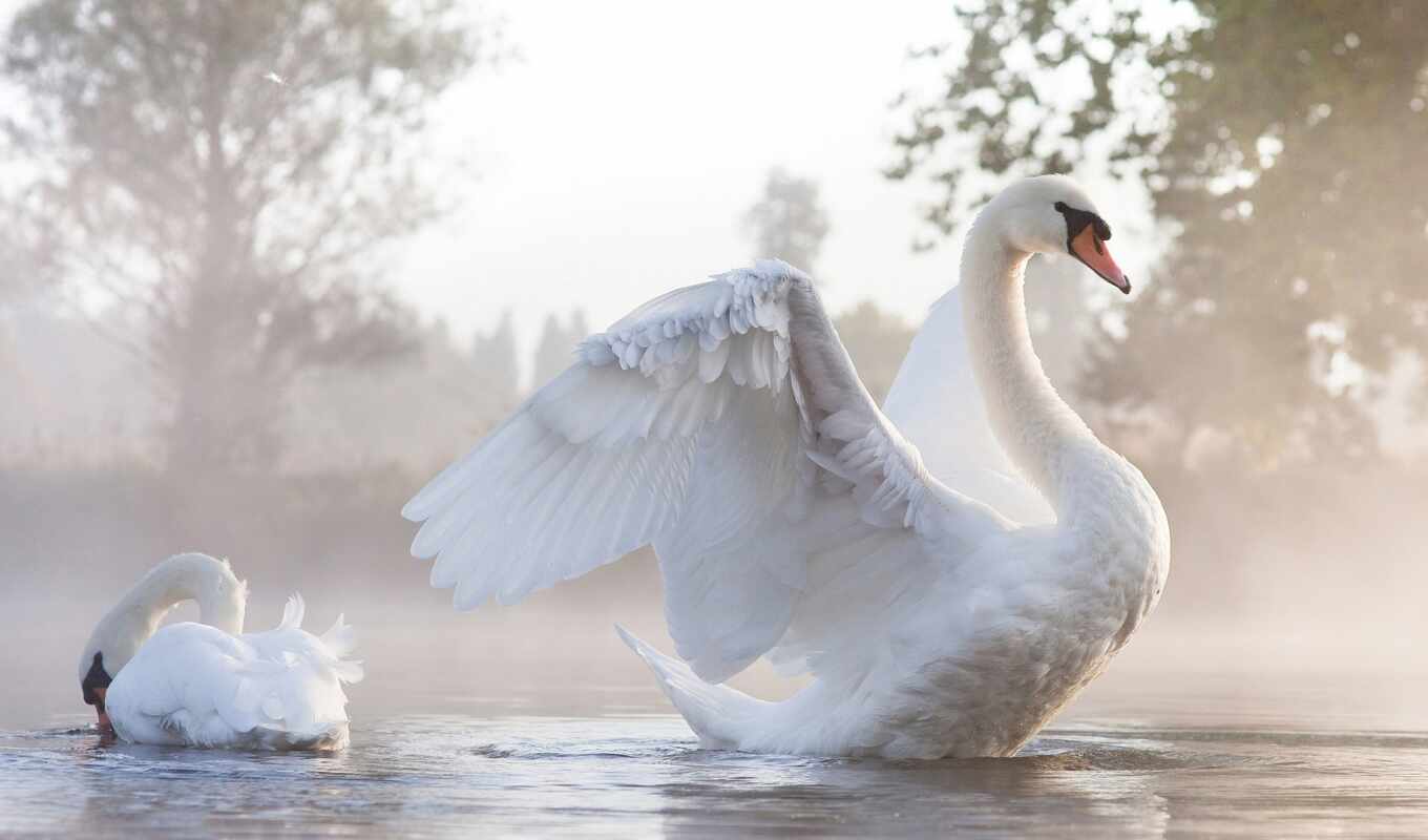 lake, white, free, water, bird, fog, swan, wing, look, velichavy i, shipun