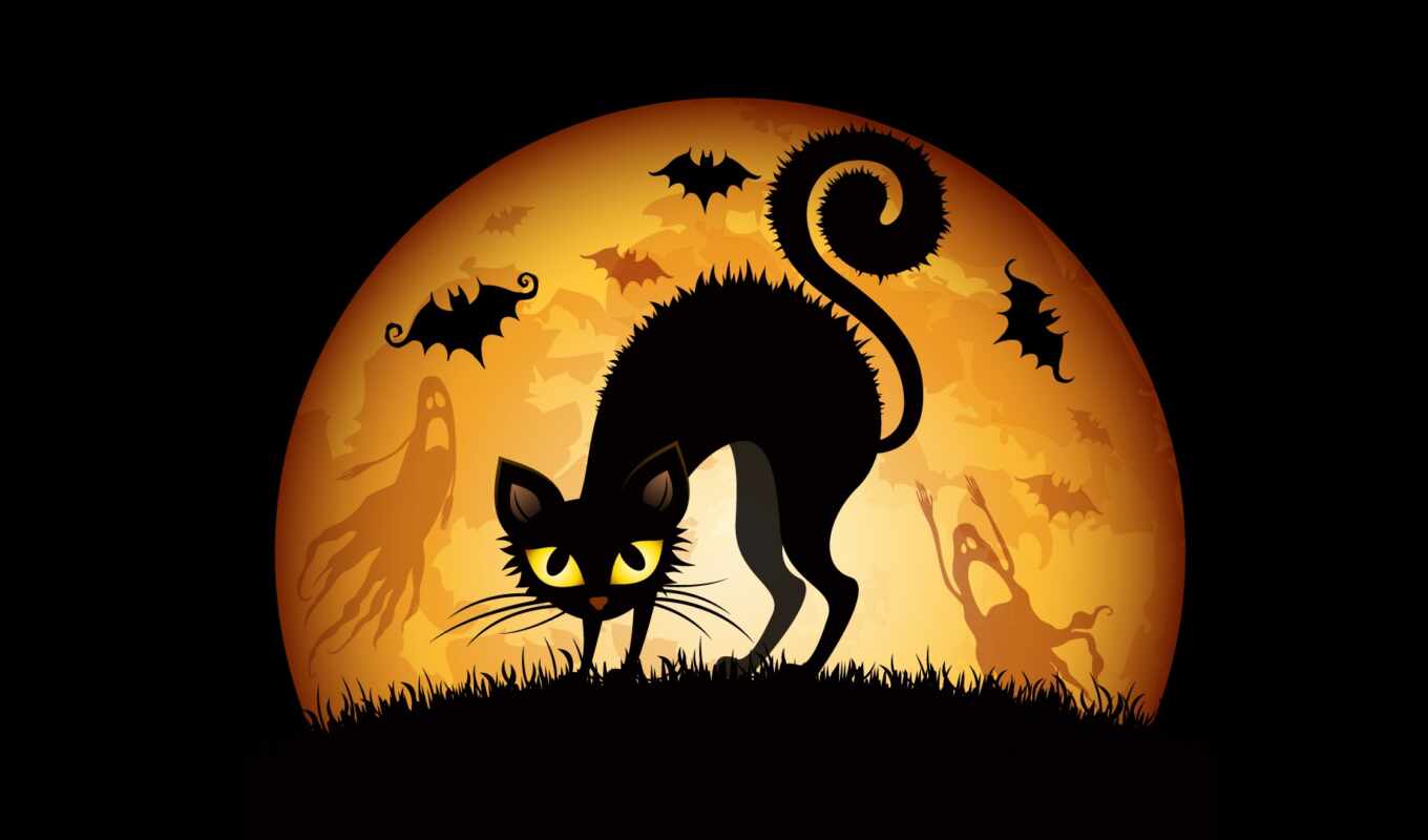black, cat, cats, kitty, animal, halloween, terrible, halloween, halloween