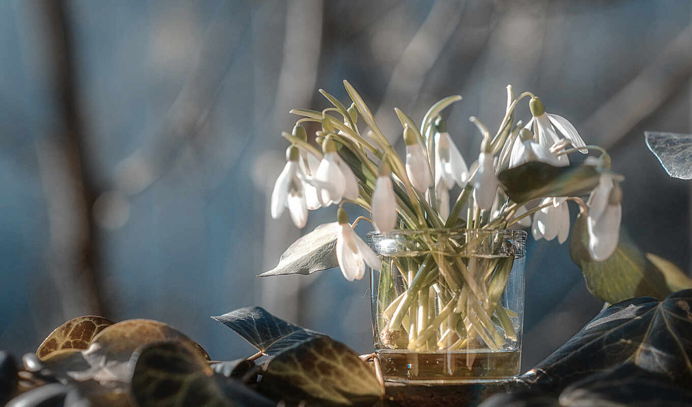 цветы, glass, лист, весна, подснежник