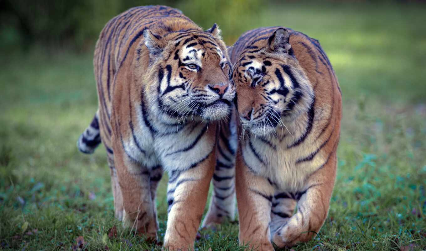 couple, cat, big, tiger, wild, animal, tiger, rare, a mammal