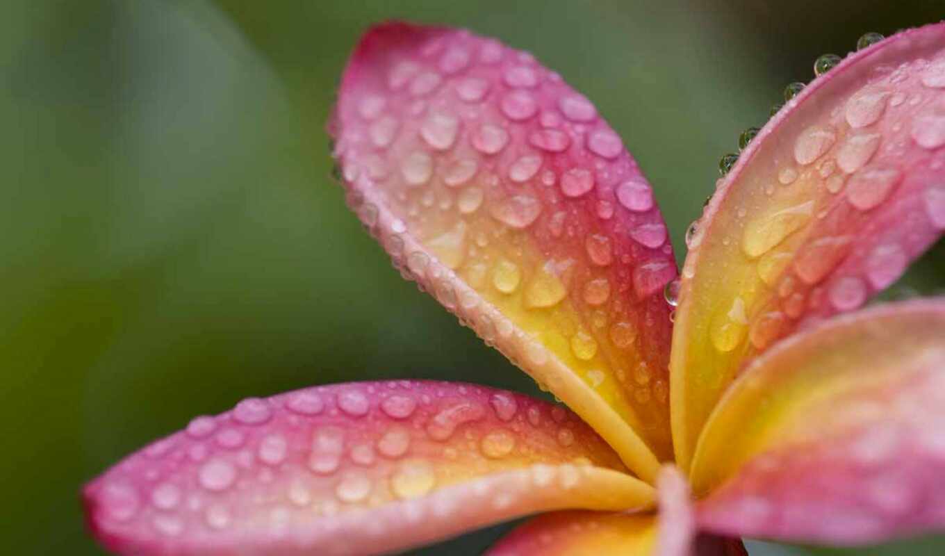 flowers, pink, dew, frangipani, plumeria, hawaii, raindrops