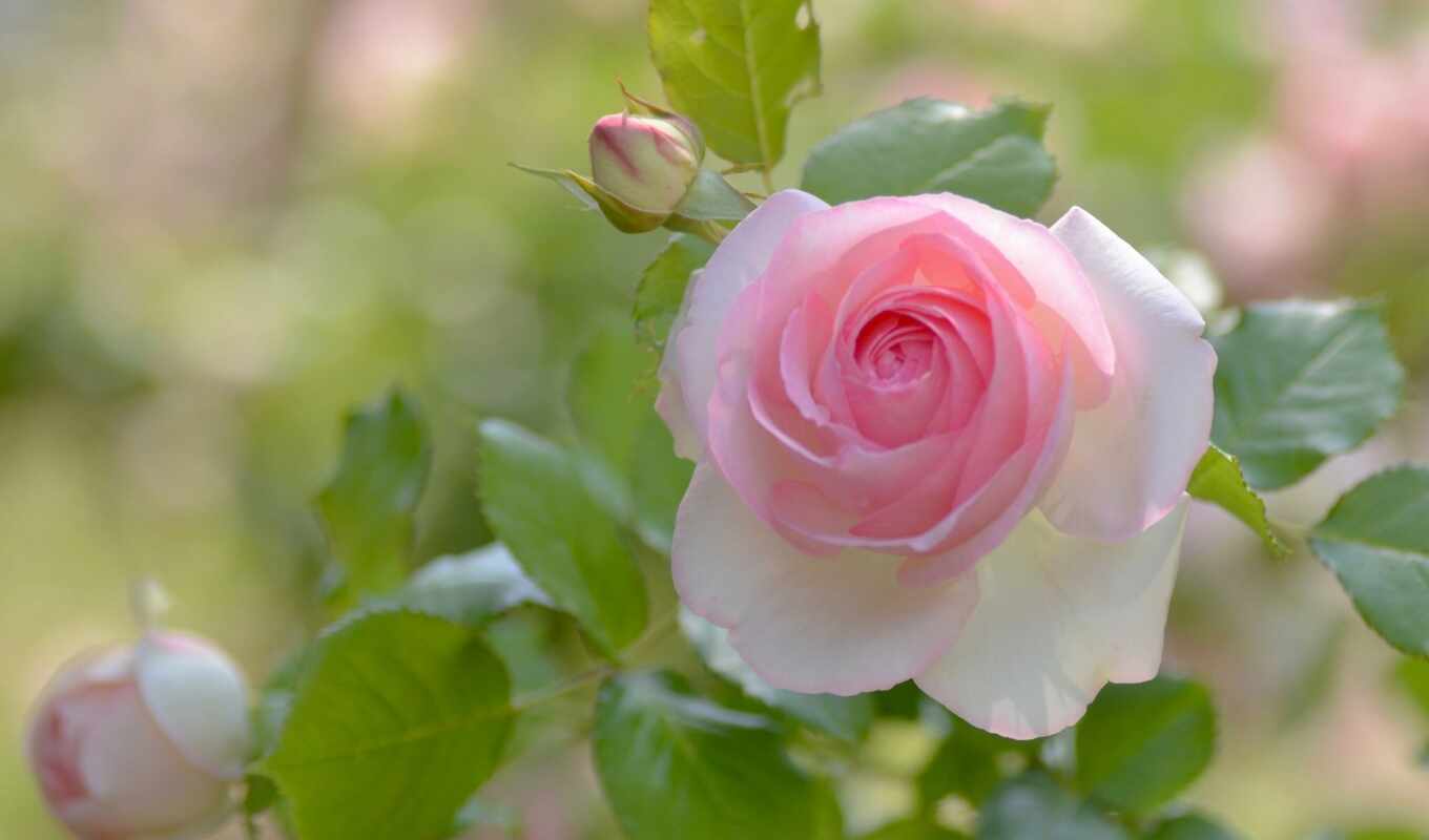 роза, flowers, розовый, roses, летние, шишки, cvety, цветочки