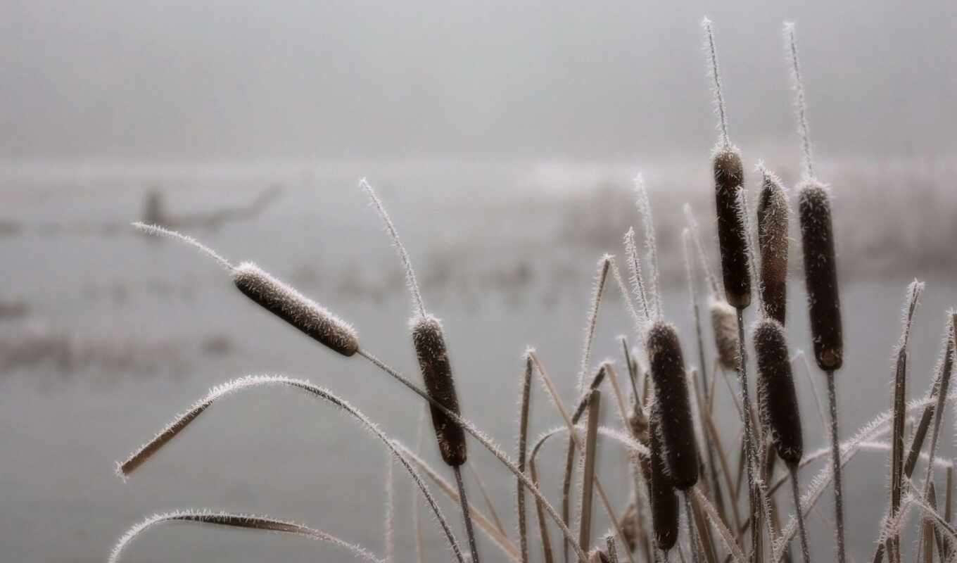 frost, grass, fog, swamp, reed