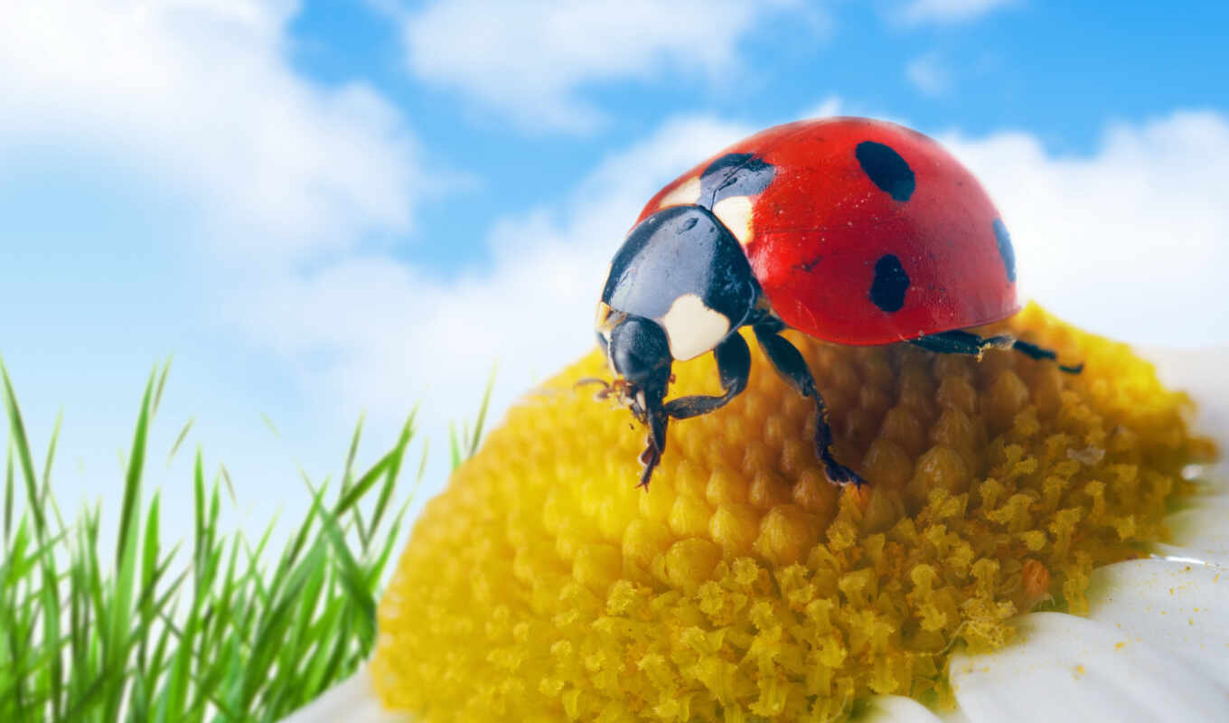 macro photography, insect, beatle, pollen, ladybug, invertebrate