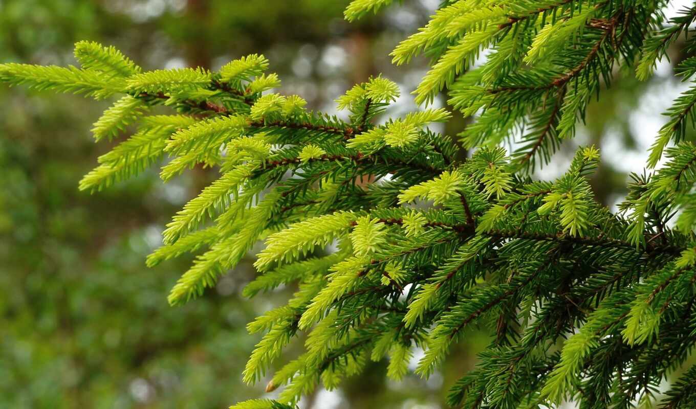 зелёный, branch, pine