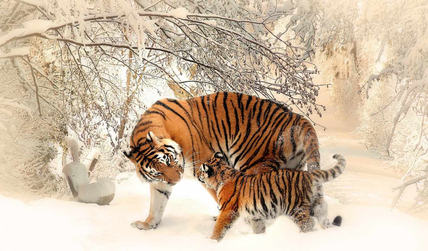 фото, white, биг, amur, тигр, animal, детёныш, два, семья, бенгальский