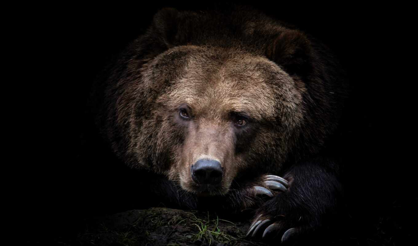 браун, хищник, медведь, animal, grizzly, fonwall