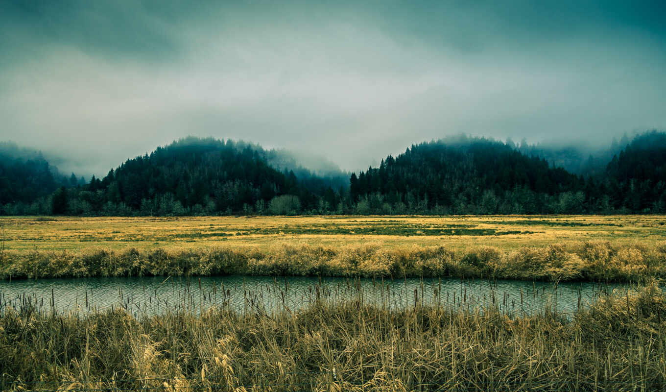 nature, field, landscape